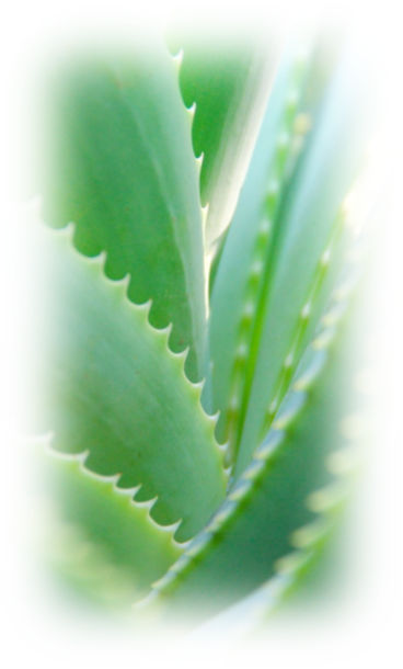 Picture of Aloe Vera as used in some natural dog grooming products